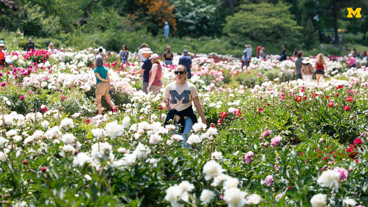 UMich's tweet photo. The famed peonies at U-M’s W.E. Upjohn Peony Garden rarely disappoint, but this year, visitors are being treated to what experts are calling a super bloom. 🌸✨ https://t.co/NQAXVwyBtC https://t.co/9IiSRT3s5X