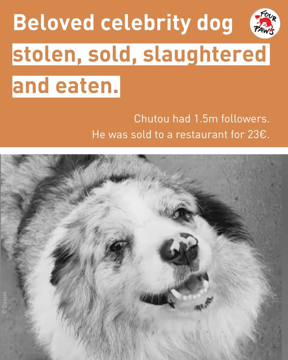 fourpawsint's tweet photo. Celebrity dog Chutou killed for his meat
🇨🇳 While we do not operate in China, where celebrity dog Chutou lived, cases like his highlight a global issue: millions of dogs and cats are stolen and killed for their meat each year. 🐈🍖🐕 https://t.co/bIO4TOMkf6