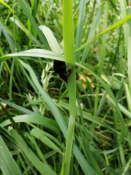 PodScotlan73457's tweet photo. TREADING CAREFULLY  THROUGH LONG GRASS this evening, I spotted something dark in the green.

Looking closer, I saw that it was a bumble bee and he was fast asleep!

He'd pulled the grass leaves around himself and wrapped his legs over them.

I took photos and walked quietly away. He never stirred.