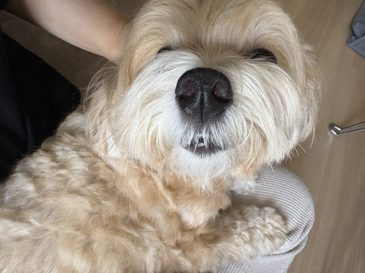 mi199701's tweet photo. 出勤します🐶
今日駐車場に車停めたらどこ停めたかわからんくなって必死こいて車探してました
老化かもしれん。
#leje #leje滋賀 https://t.co/3VzjlcHPlM
