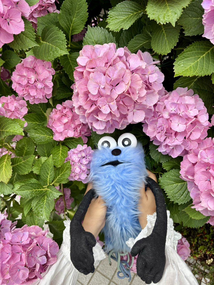 puppet_nunnun's tweet photo. きょう、きれいなあさじいがさいてた。

#手作りスンスン #パペットスンスン #スンスン
#スン活 #スン撮り #パペ活 #ぬい活 #ぬい撮り https://t.co/vOl4an37lb