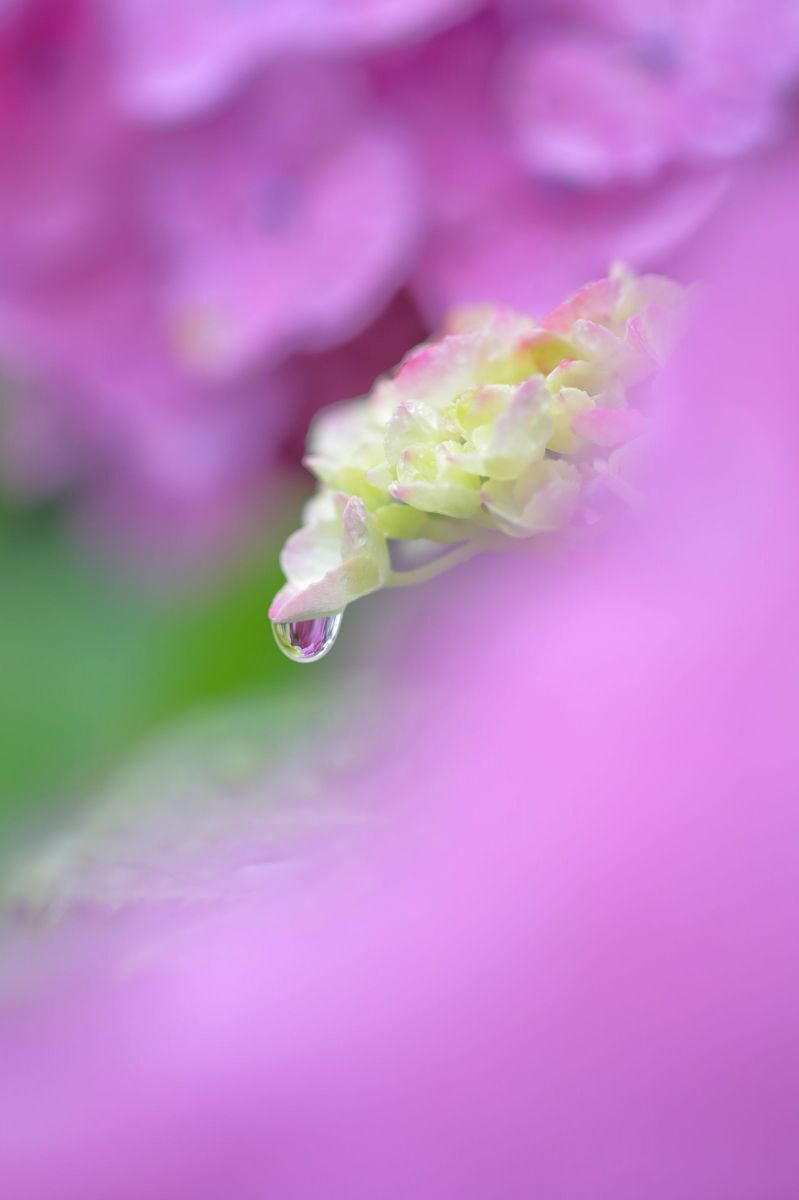 ganref's tweet photo. 6月といえばアジサイと雨
この2つを組み合わせて季節感のある写真に仕上げられた、多彩な表現方法を見てみましょう
▼アジサイ+雨の写真
https://t.co/E3rh0h6mBb #写真 #写真好き #アジサイ #紫陽花 #雨 https://t.co/gqZSal9SWQ