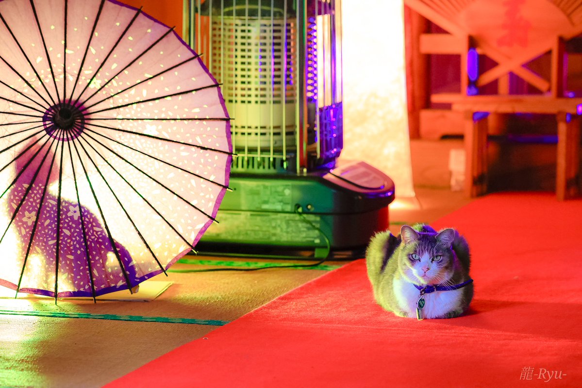 dragon0331's tweet photo. きょうの若草にゃんず🐾
#若草稲荷神社 #御刻印 #猫 https://t.co/IH1WXfOVyJ