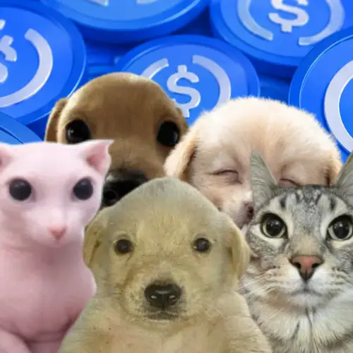OnChainD3VOR's tweet photo. All OG Animal memes are skyrocketing on USDC.

I decide to make a coin to reunite all and ape together . The true PVE 

USDC - JotchuaBillyZazuPibbleGaejuJuan https://t.co/8zCRWRle0A