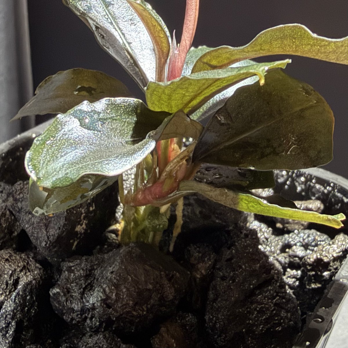 tooomuuu's tweet photo. moncong telurが素晴らしすぎる
しかも子株も出てる
#Bucephalandra
#水の国 https://t.co/gX9yWQ7UcN