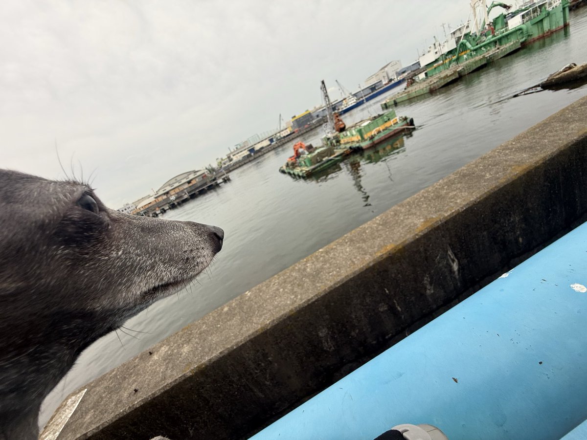 cubcompo's tweet photo. ドブ港〜
今夜はドブ川に行くかな。 https://t.co/mJivKZ22uG