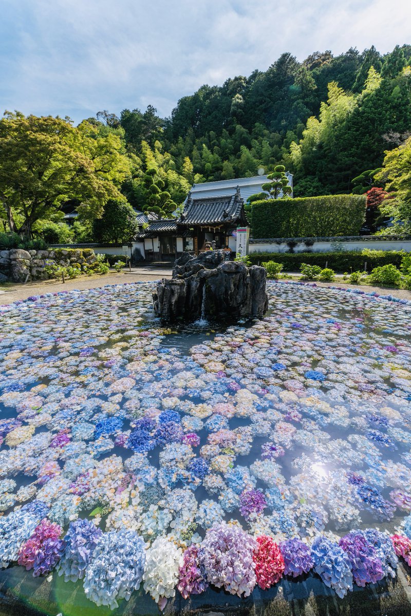 obuchin76's tweet photo. まもなく始まる久安寺のあじさいうかべ https://t.co/88EUjdXkfB