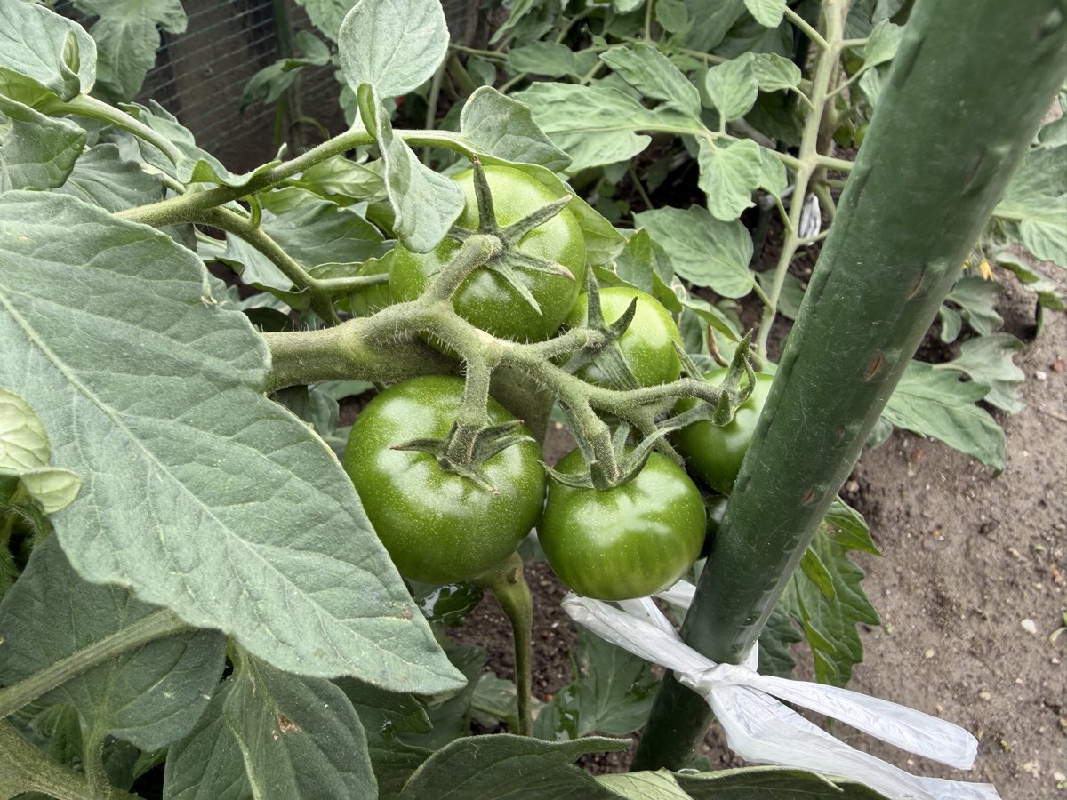 d5_spa's tweet photo. トマトもタラの木も順調に育ってる🍅 https://t.co/XjCxruyfZS