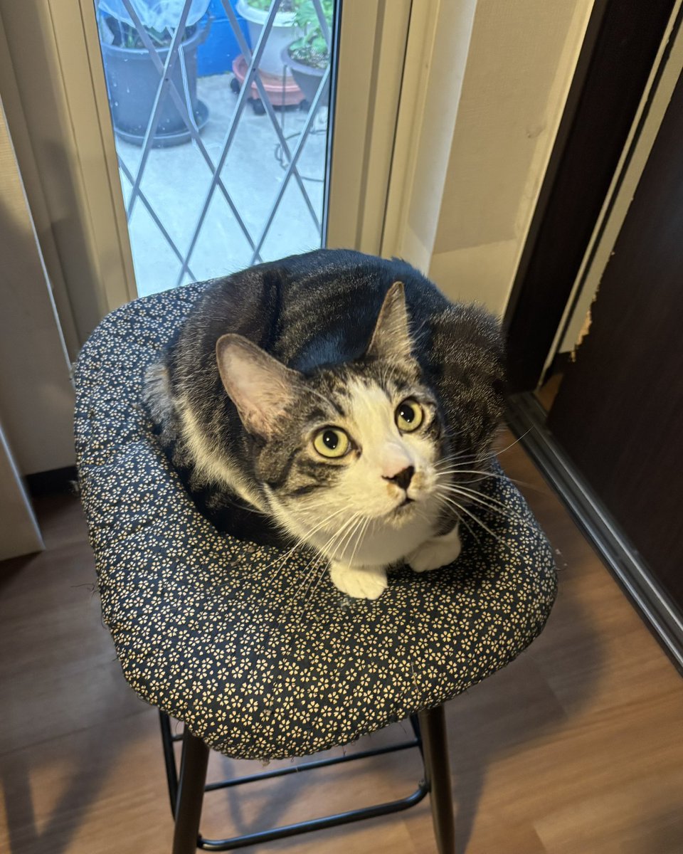 moon09_take's tweet photo. おかえりぃ〜
お疲れ様でしたぁ〜🐱 https://t.co/P6L80qL0El