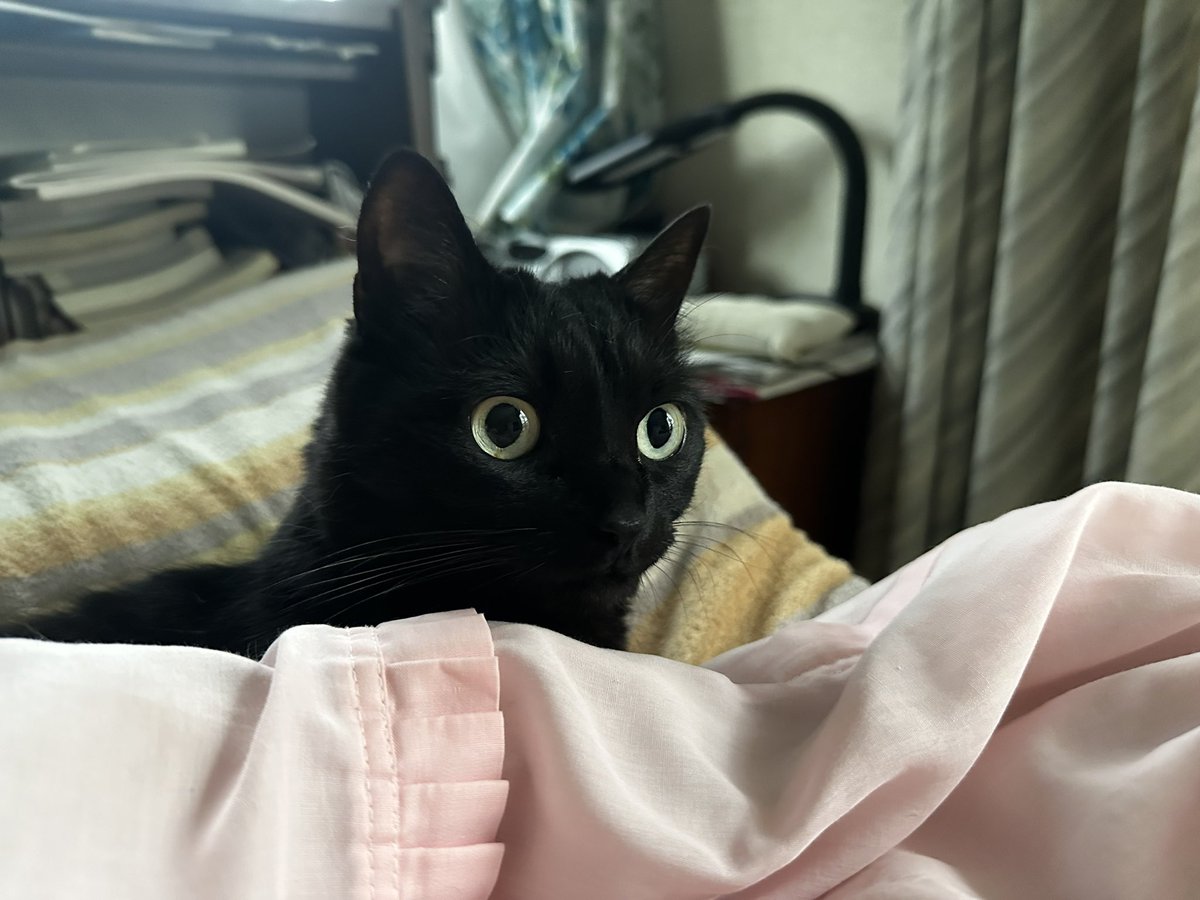 dive2_0619's tweet photo. 母の寝室から出てこないはなちゃんを見に来たら、私のおなかが鳴った。不審がるはなちゃんの顔😂 https://t.co/J3VSi0Grzl