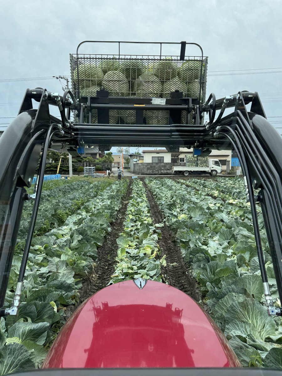 aatomoyaaa's tweet photo. 今日の出荷は

にんにく290kg
キャベツ27基（8,500kg）

おつキャベー🙌 https://t.co/yycnsFNiZ2