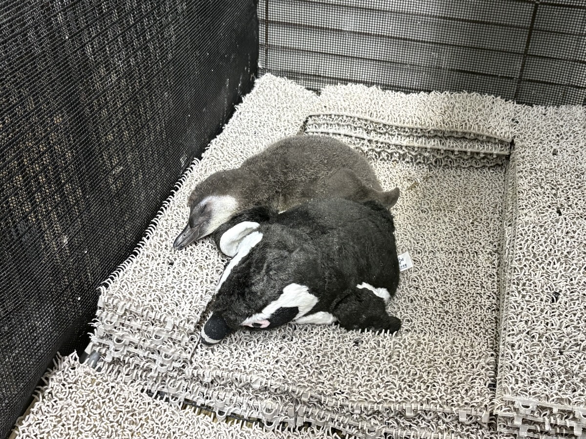 Sumida_Aquarium's tweet photo. 【6/1🐧25日齢のとうふ】

初めて1羽でお留守番チャレンジ👏🏻
寂しくないかな？と少し心配でしたが、おともだちと並んで気持ちよさそうに寝ていて、リラックスしている姿を見てホッとしました😴✨

#すみペン赤ちゃん日誌 https://t.co/1gRweLng7u
