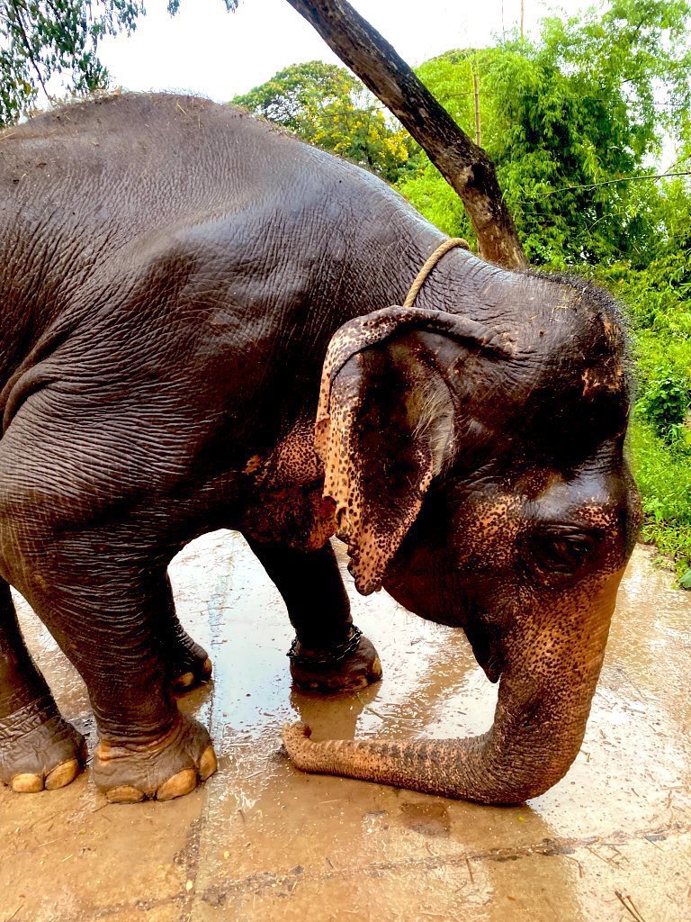 elephantsbbb's tweet photo. พ่อควาญครอบครัวช้างตกงาน🙏🐘 มาตั้งร้านเล็กๆขายผลไม้ เพื่อสมทบทุนนำไปซื้อแปลงอ้อยนี้ ยังคงขาดคะแนนอยู่ 3,000 คะแนน ขอฝากคุณพี่ใจบุญช่วยเมตตาผลไม้เป็นกำลังใจให้ครอบครัวช้างตกงานด้วยนะครับ🙏🙏🙏🐘❤️✌️✌️#ผลไม้ยกถุง250คะแนน
#ผลไม้4ตะกร้า150คะแนน
4260188294 ไทยพาณิชย์
นายชัยพล บมขุนทด https://t.co/7qifBAZC70