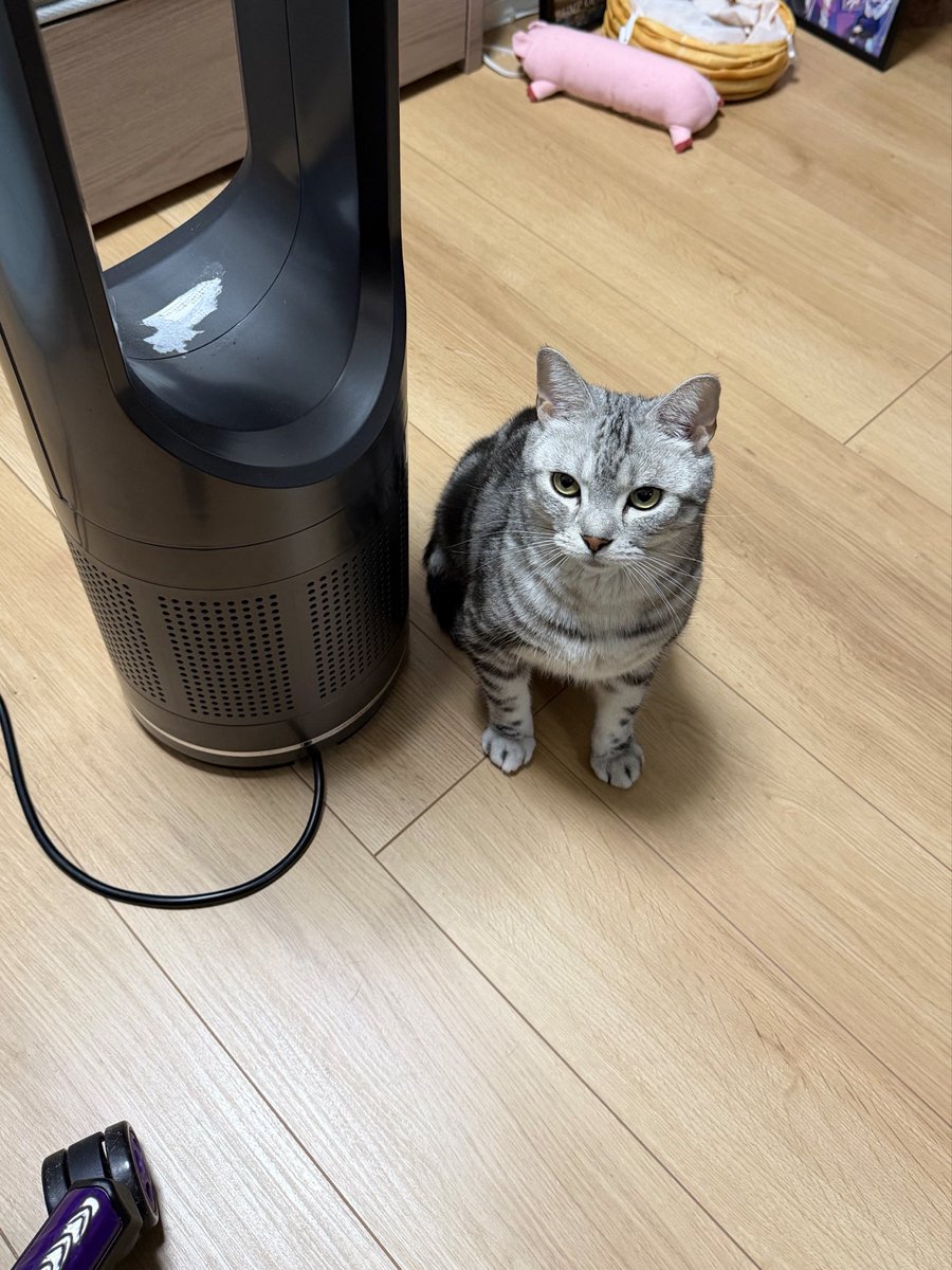 ray20200324's tweet photo. かまってレイ
#猫 https://t.co/dkFQBUjAun