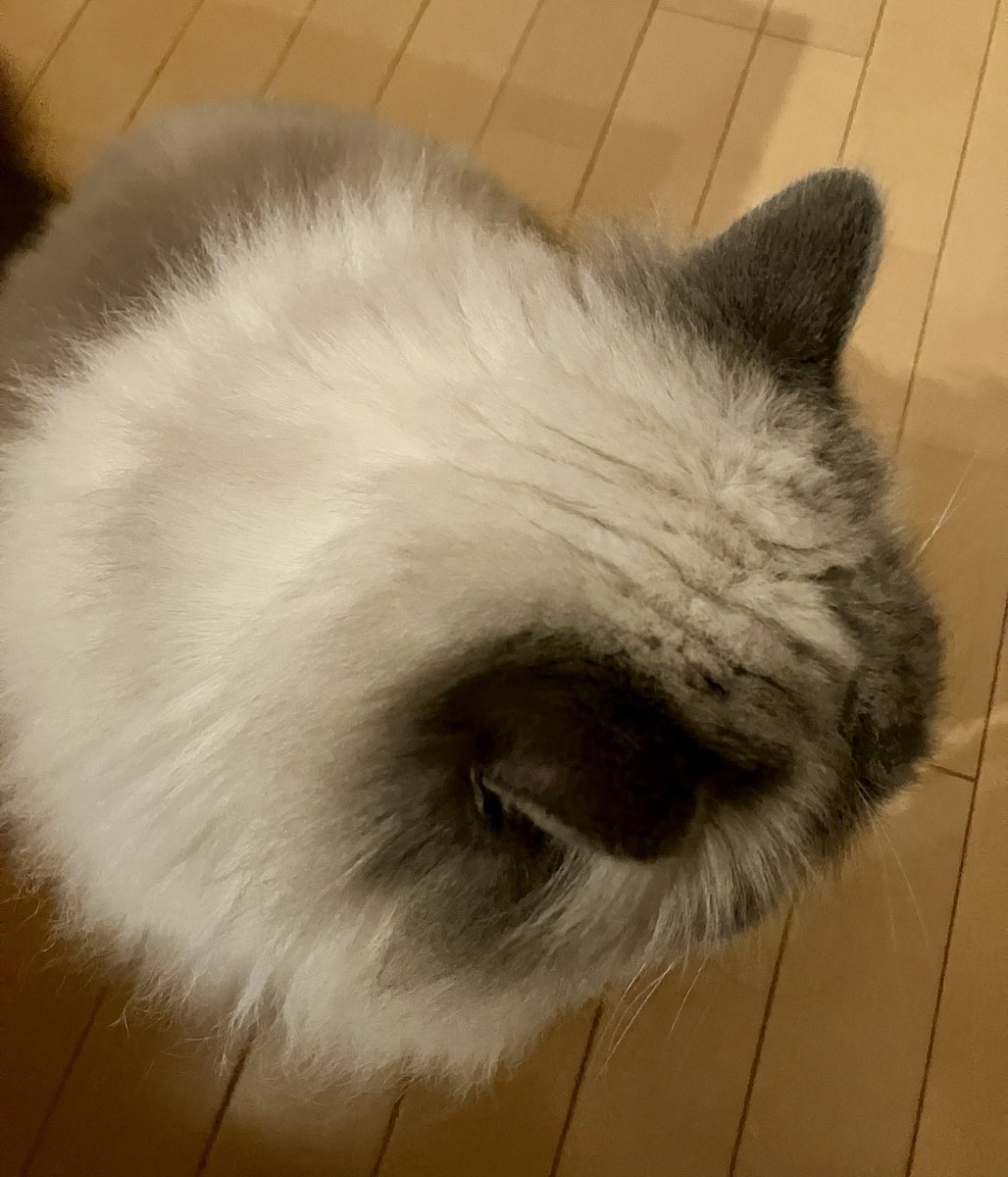 maitake_vet's tweet photo. お久しぶりです。
少し前に８歳になった、しめじさんです。
本当に少しずつだけど老いの始まりを感じる瞬間もあるので、下僕はより一層しめじさんといっしょに過ごしたいし、健康を支えたい。 https://t.co/6TlHxoFxnm