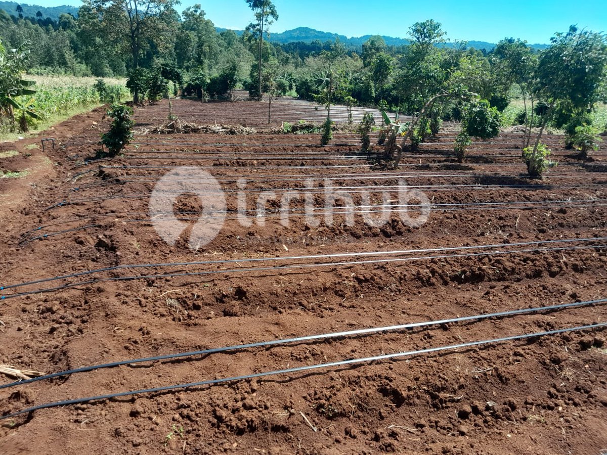 IrriHub's tweet photo. When we're on the job, we deliver. Here's a look at a recent drip irrigation installation we completed for a chilli farmer in Kisii County, set up and ready to grow. 🌶️💧
#dripirrigation #irrihub #smartfarming #irrigationinstallation #farmlife #agriculturekenya #chillifarming #kisii #farmingtips #agritech #irrigation #farmers