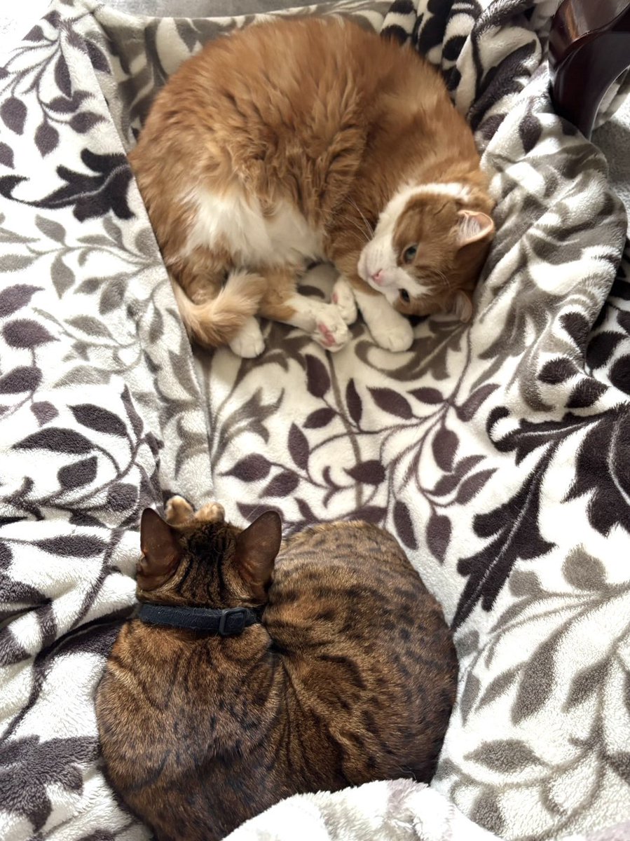 Beercat_Ana_Dar's tweet photo. アナ:私の武勇伝聞く❓💪😼💨
ダー:まったく興味ね…🌀😺♨️
#ねこ
#猫好きさんと繋がりたい 
#猫がいる生活
#cat
#ベンガル
#キンカロー
#武勇伝
#語りたい
#興味なし https://t.co/fDYoUQGbgk