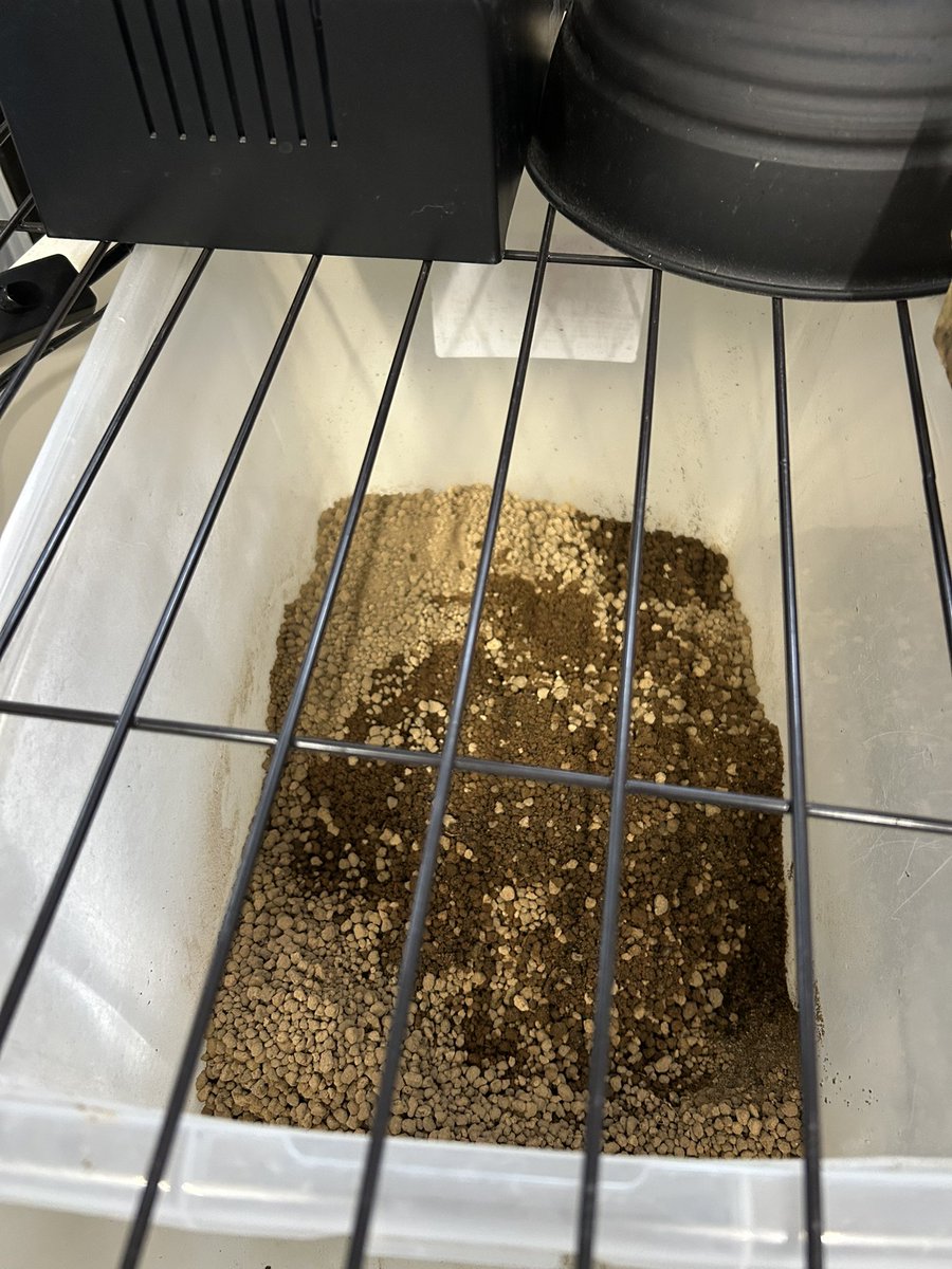 igd5e's tweet photo. うひょーーー
我が家のニシキマゲクビガメ
8年目にして初の産卵
4つか...
多産な亀のイメージあったが初産だけにこんなもんか？
それともまた産むかな？
しばらく様子見だな

この卵は植木鉢に埋めて肥料にします
今日の豆知識
亀の卵は茹でても白身は固まらない https://t.co/VIAw6auP8j