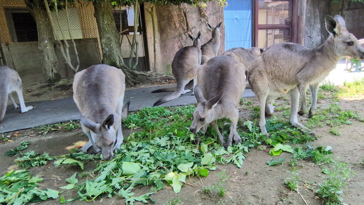 kanazawazoo317's tweet photo. みんなで仲良くサラダバー!
前日の夕方に草刈りをして、おいしそうな部分を残しておきました。
クワの葉が大人気!
#オオカンガルー #Easterngraykangaroo
#金沢動物園 #横浜です
#yokohama https://t.co/KsWBJZShix