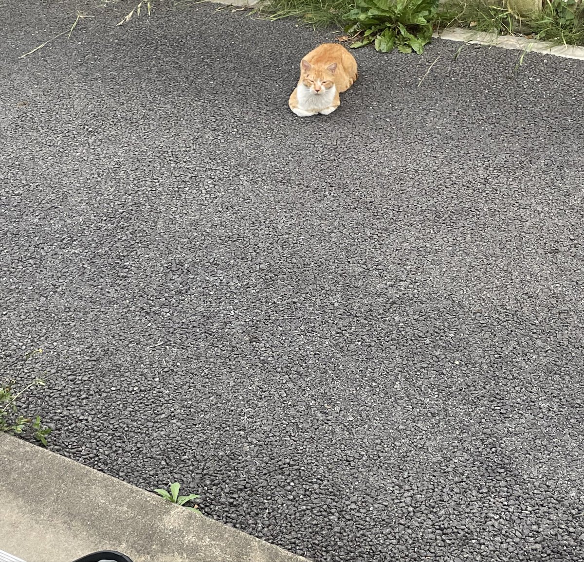 daik_5's tweet photo. もうちょっと遅く来てくれないかね https://t.co/M8ug8nFk16