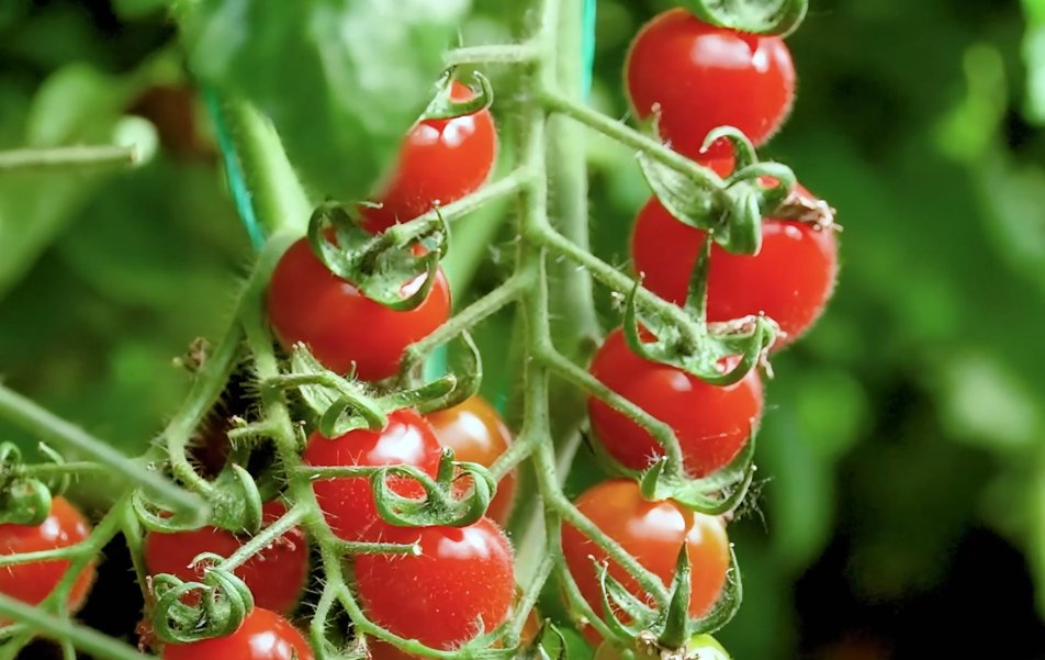 somodi_lory's tweet photo. Just tried the organic cherry tomatoes from local farm—burst with sweet juice, super crunchy, no weird aftertaste! A total win for snack or salad topping , 10/10 would repurchase! https://t.co/jD5sDAKpTD