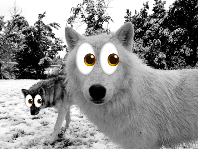woofgonecrazy's tweet photo. in a very 👀 part of my life https://t.co/XENSjWvFMn