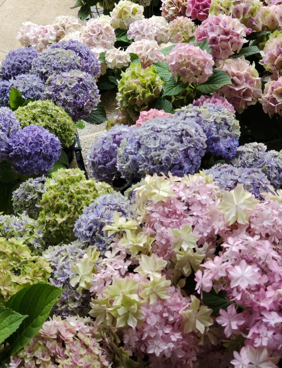 akaneyupi's tweet photo. 小雨の振る中、愁湊と一緒に紫陽花を見てきました
紫陽花と雨って似合うね https://t.co/LTeda3IxDY
