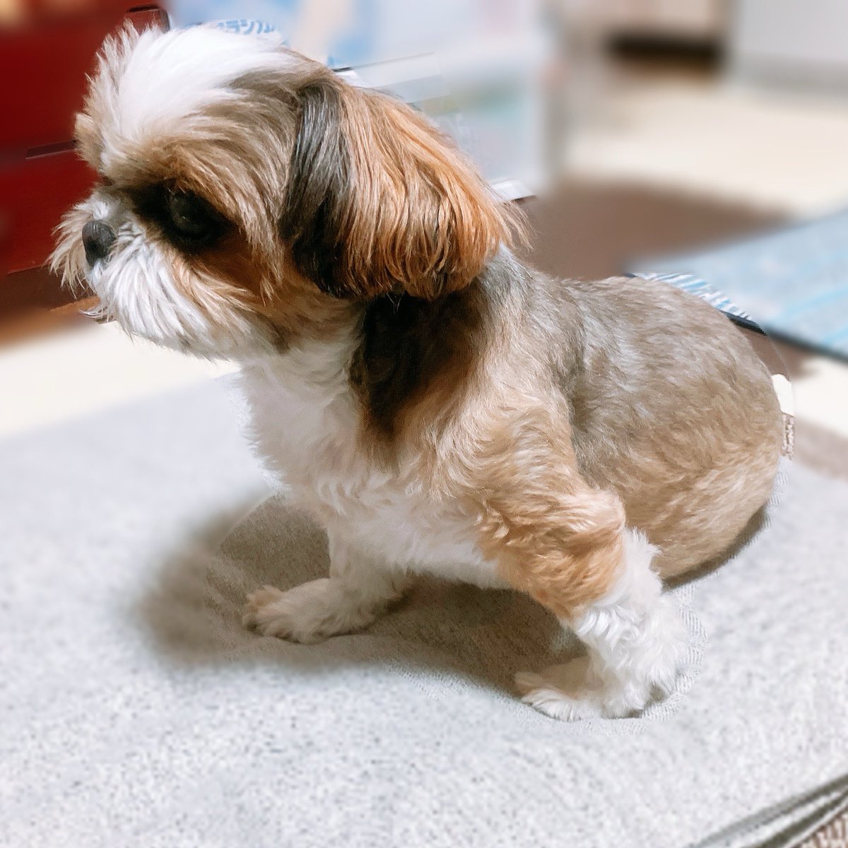 2inuinu's tweet photo. こっちのデッサン力に作画寄せてる？ https://t.co/tTDJpiIZkW