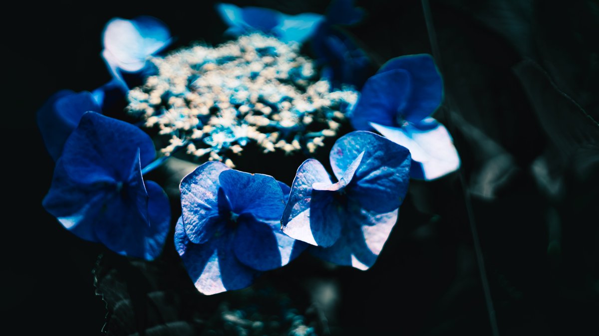 chez_mitsu's tweet photo. 紫陽花の時期は雨が降りがちだけど日差しが強い日の紫陽花もまた好きなんです https://t.co/yXAYnNXUEG