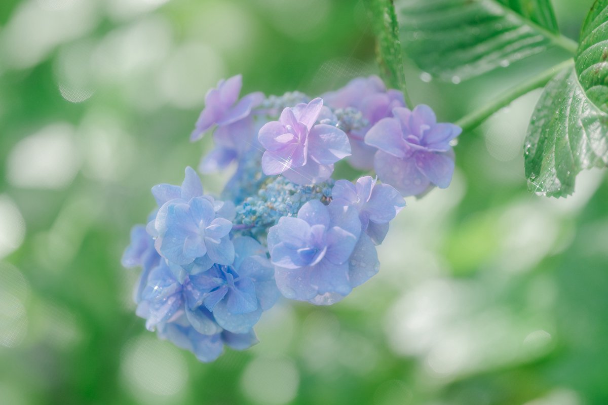 camel8326's tweet photo. 雨上がりの紫陽花の美しさは格別で https://t.co/XACw68KzzZ