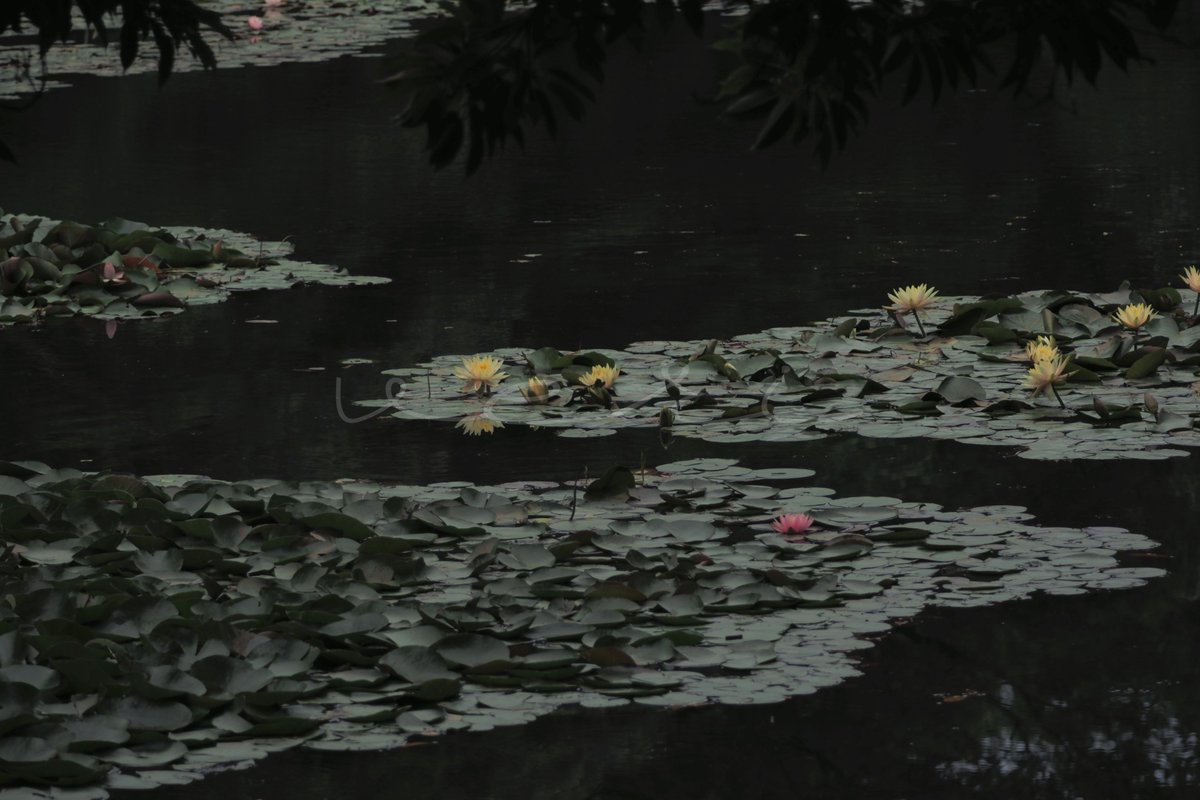 VERISUKE0805's tweet photo. Water Lily Pond in Japan https://t.co/7VOHhXLIrd