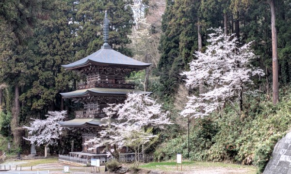 earlybird1122's tweet photo. 旅の記事アップです😊
【キャンピングカーで日本をめぐる旅2026】花咲く春旅⑮ 再会と慈恩寺ぶらり
山形に滞在中。RVパークに滞在して旧交をあたため、古刹・慈恩寺で蕎麦と桜を楽しみます。
#キャンピングカー　#ZIL5　#旅　#RVパーク　#ラーメン　#蕎麦　#慈恩寺　#古刹
https://t.co/OuuIpuzL3V https://t.co/prMA4AfXm5