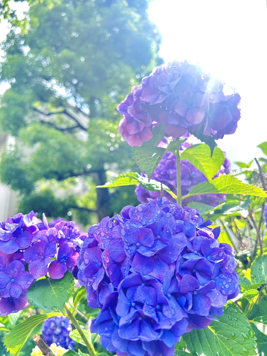 babasute's tweet photo. 梅雨は気持ちを落とすけど、こういうの見ると上がるよね✨

昨日、雨上がりにパチリ！ https://t.co/6C4E9QMvEw