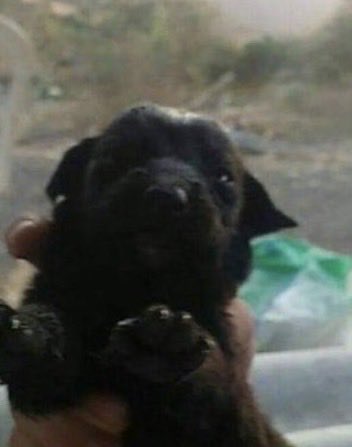 a_jaswal07's tweet photo. CyjXjPZuuAA79jLTq35u6Zxk2aA4c183FxPNP1N8pump

$Abel is lowkey alpha.

The picture that made Cain/Jotchua legendary had two dogs in it. 

It was first  posted in an adoption group in Monterrey, Nuevo León, Mexico

Proof: https://t.co/JYYMObKmEB

One got all the attention - $Jotchua.

The other was outshined - $Abel.

Same lore. Same origin. Same iconic picture.

Wouldn’t be surprised if people eventually start looking at the other dog too $Abel 

Time we recognize the other brother and Send them higher together! 

$Abel 🤝 $Jotchua