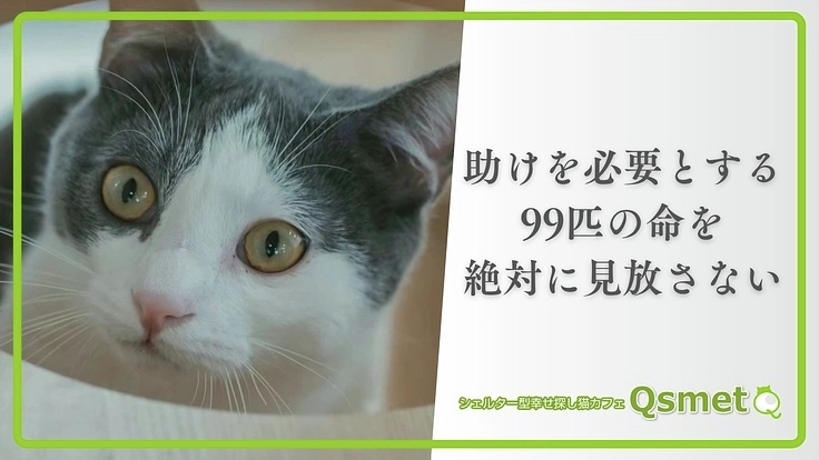 READYFOR_cf's tweet photo. 命の危機にある99匹の保護猫たちを守るため、シェルター型保護猫カフェ「Qsmet（@Qsmet_cat）」が支援を求めています！

過去10年の活動で多くの命を繋いできましたが、物価高騰や光熱費の増加で運営が厳しい状況です。

目の前の猫たちを守り、猫たちの未来をつくるために。どうか温かいご支援をお願いします。
https://t.co/bl5irCzrt1