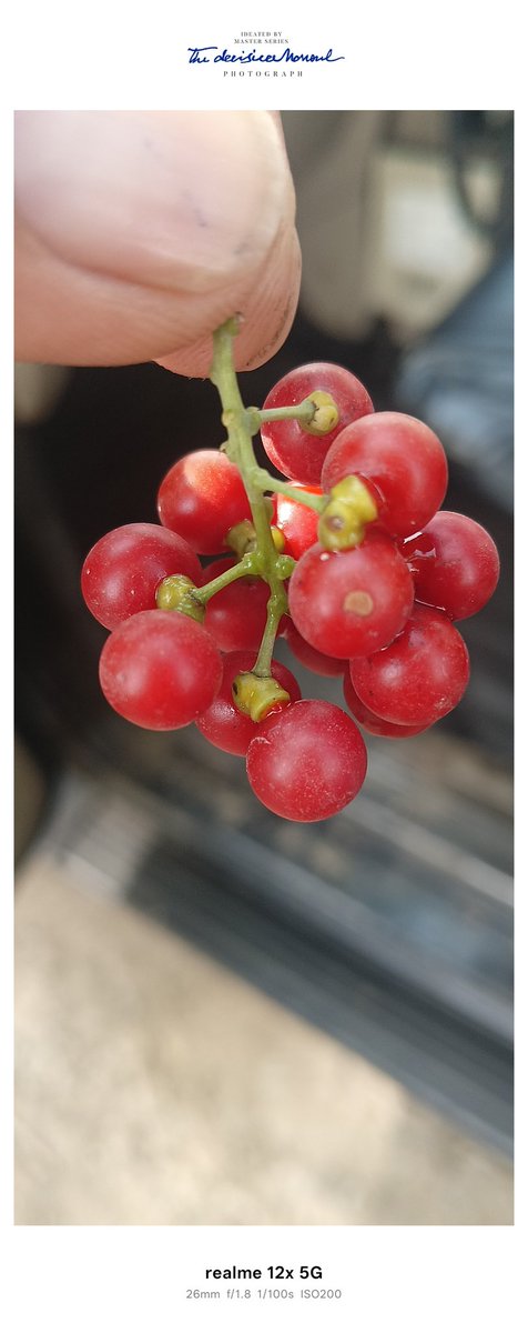sach22331's tweet photo. Batao ye kaun sa fruit hai 💖💖 https://t.co/EONCJriaaK