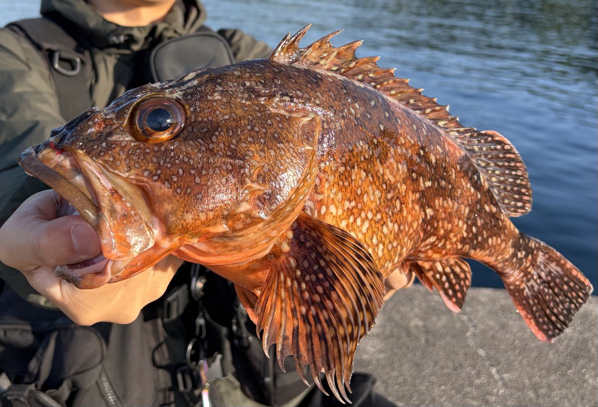 fred_fishing's tweet photo. 堤防の内側にやばいヌシがいました https://t.co/WTe2hnvcaP