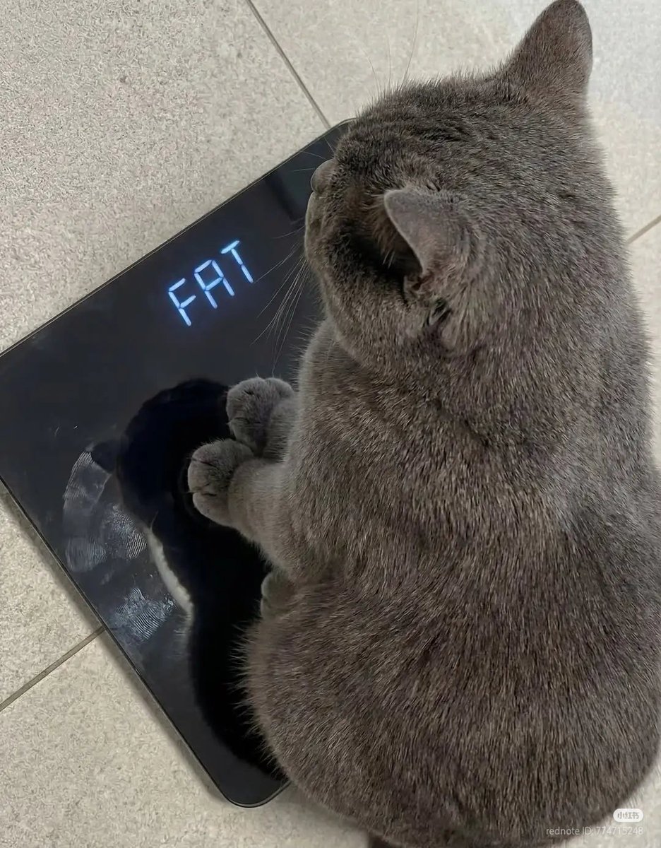 nocontextscats's tweet photo. FAT https://t.co/wxGRcDQ9tI