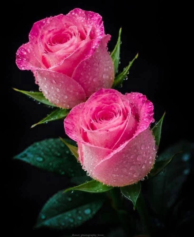 chandra61864717's tweet photo. @Minis233047185 good afternoon sis.. https://t.co/qm7jXAxj9p