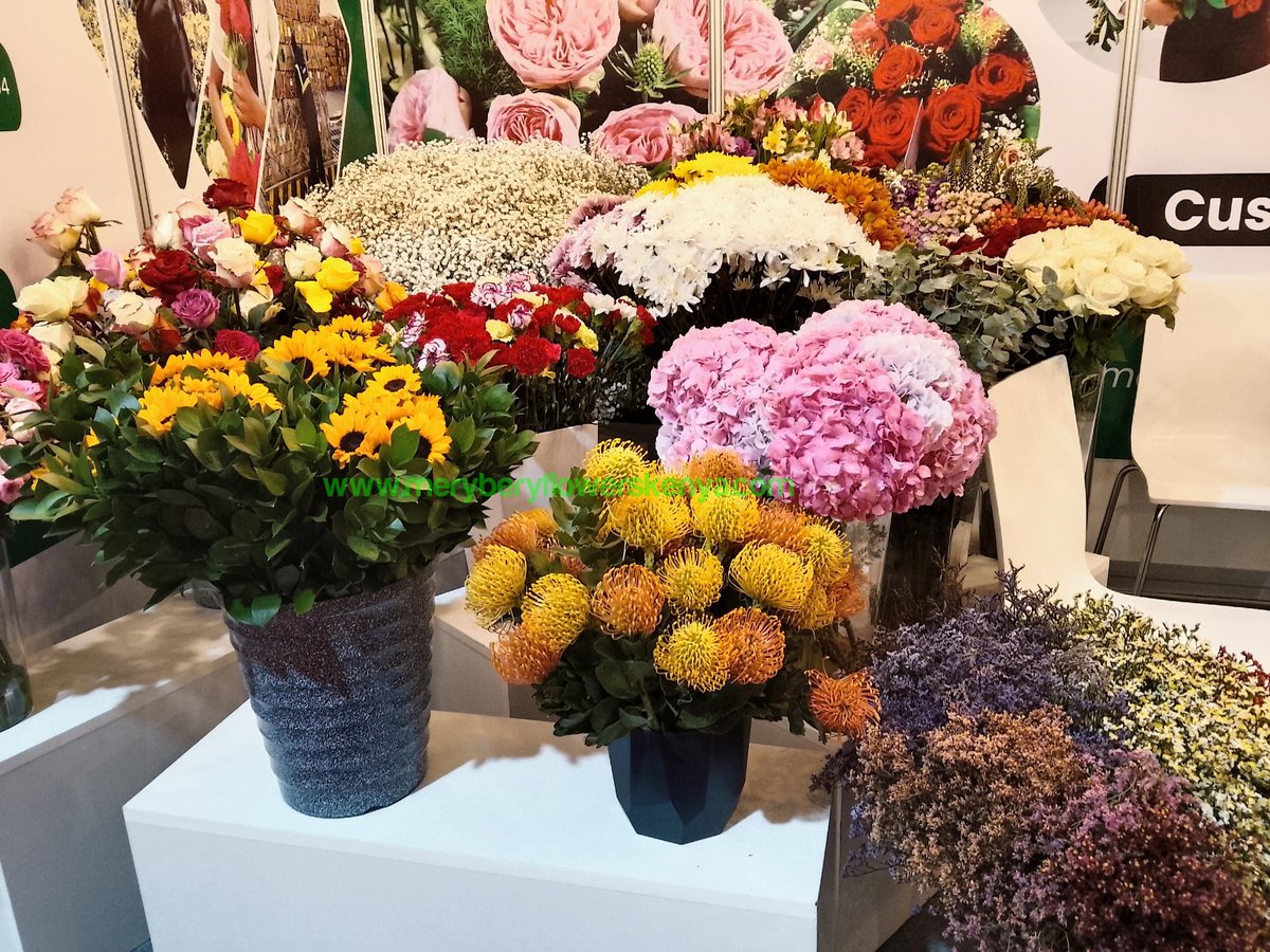 Meryberyflowers's tweet photo. The bloom that stole the spotlight ✨

Our Protea took centre stage at IFTEX🌹

stopping visitors in their tracks, sparking conversations, and becoming one of the most captured beauties at our stand🌹

WhatsApp:+254 783 900 674| +254 741 322 254
#meryberyflowerskenya
#flowers https://t.co/x61KTXb5Bi
