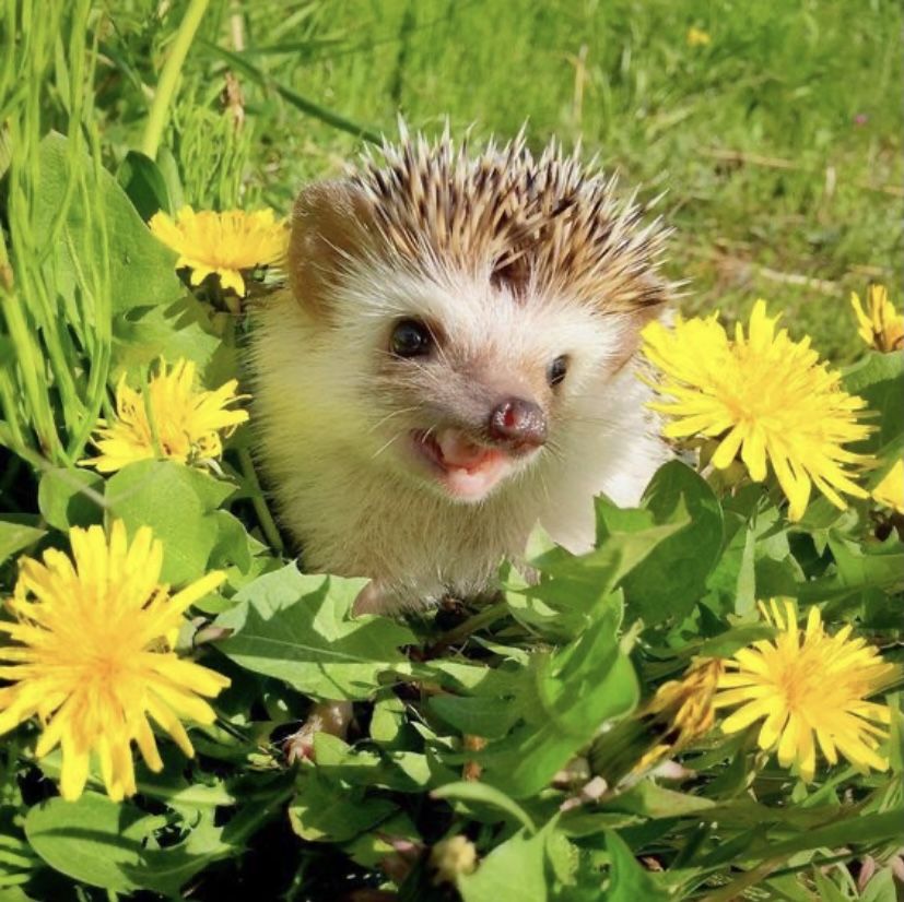 Hedgehog Zone tweet media