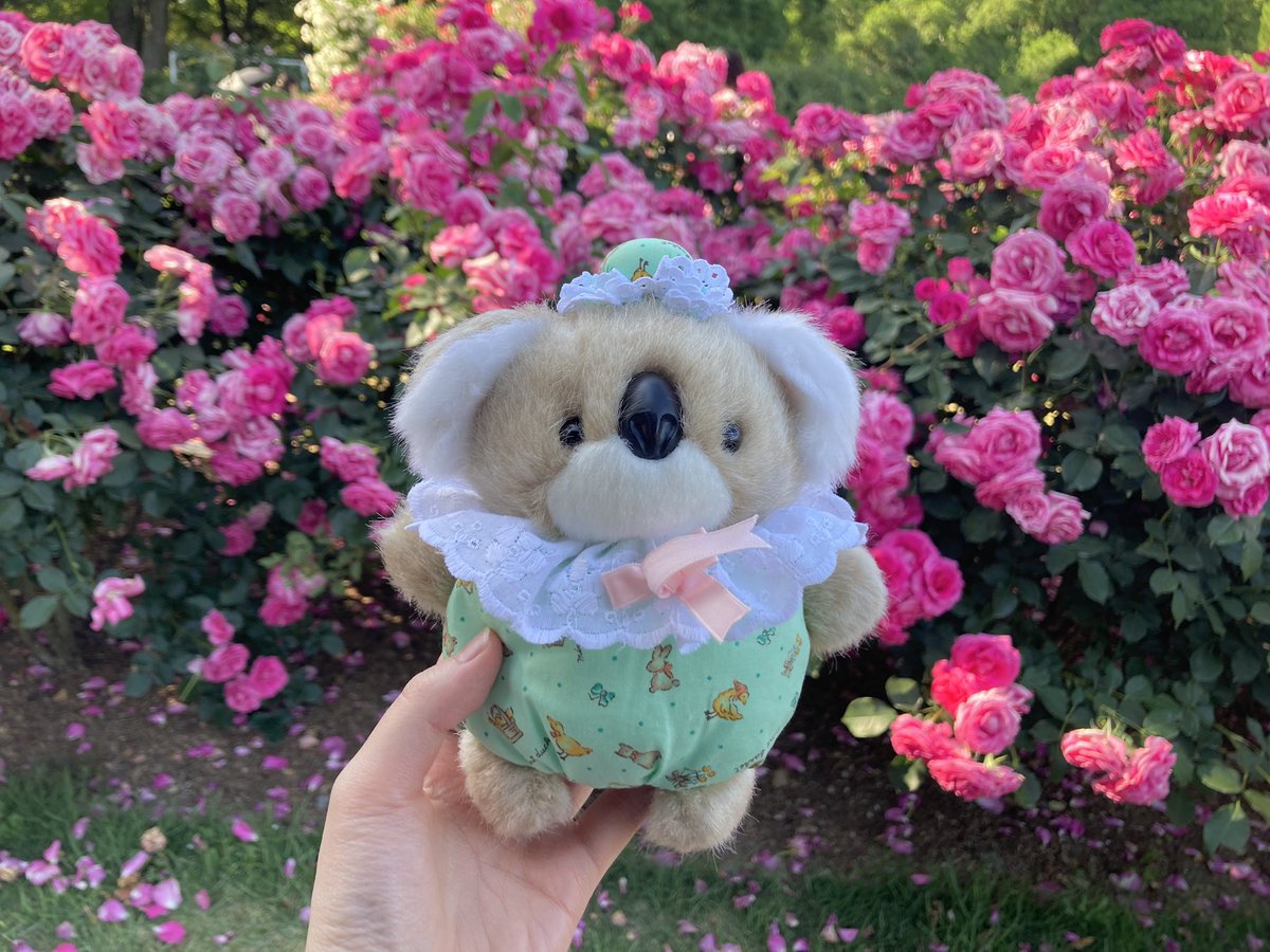 hao_morpho's tweet photo. あまりにも鬱屈していたので、京都府立植物園へ薔薇を見に行ったときの https://t.co/xuzeZmeNmt