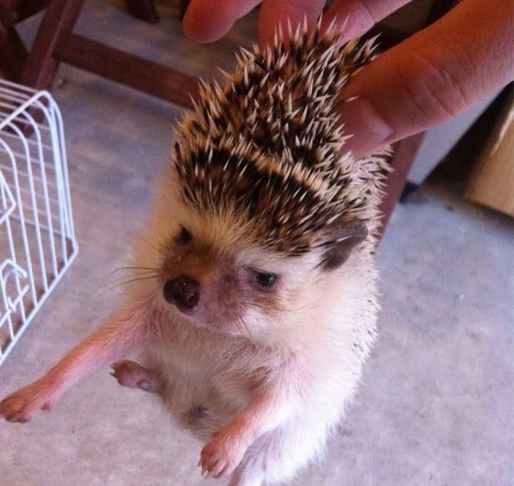 HedgehogZone_'s tweet photo. https://t.co/H3HRVGoOxO