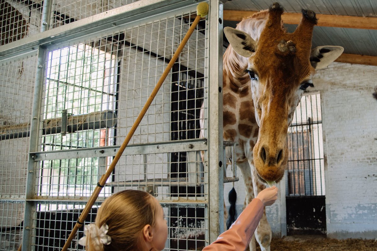 le_Parisien's tweet photo. « Je n’avais jamais vu une girafe d’aussi près » : chaque semaine, ces collégiens travaillent au zoo de Maubeuge
➡️ https://t.co/kaFl9Ag5Oe https://t.co/2kqkmJbA0z