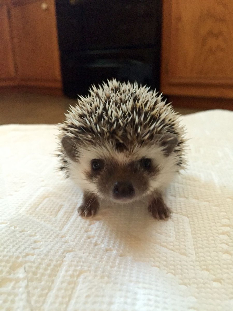 HedgehogZone_'s tweet photo. https://t.co/IgYhyruN2y