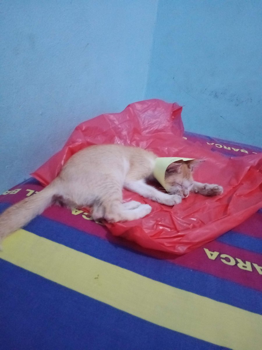 caprialaska's tweet photo. Pas jobless saking gabisa beliin dia collar, gw buatin pske karton😭 gomen ya tp dia hebat bisa survive dari kulit berjamurnya🤗 https://t.co/eFeDbd0MRQ