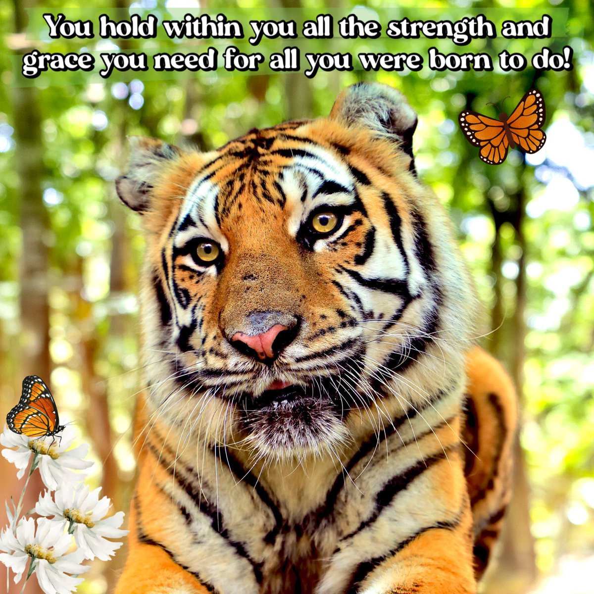 BigCatRescue's tweet photo. “You hold within you all the strength and grace you need for all you were born to do!”

#AriaTiger #BigCatRescue #Tiger #Strength #Grace #Life #Inspirational #InspireDaily #Tuesdays https://t.co/8Ij6juXH9a