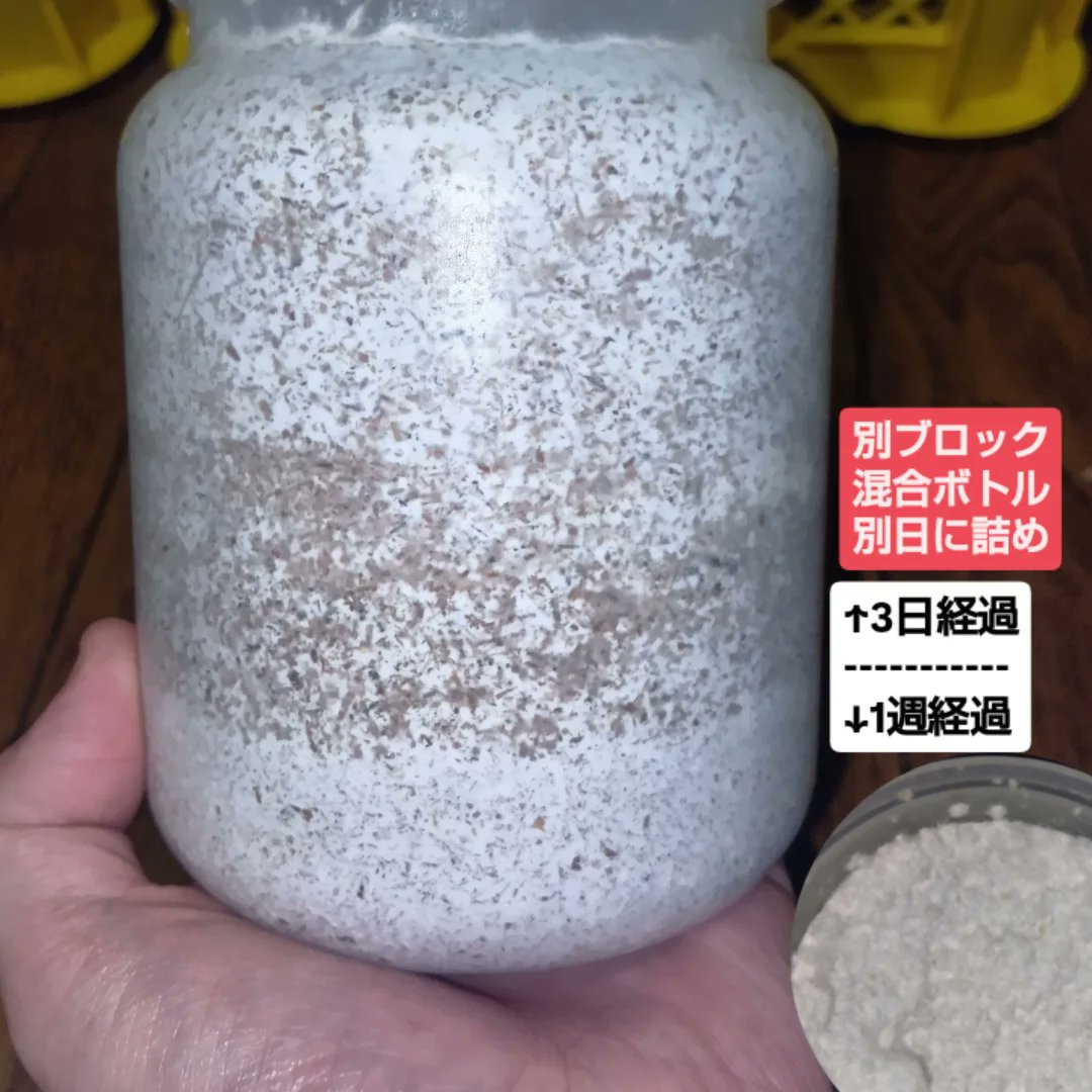 k_extra_game's tweet photo. 菌糸ブロック
月夜野きのこ園Element
Seria角形1300ml・PP800〜1400ml
先週中に詰めたものがコチラになります。いつも通りで安定しているので良い感じです。3枚目はあまりもので作ったものですが我が家だと問題なく使用できているので資料として残しておきます。
#クワガタ #月夜野きのこ園 #菌糸ビン https://t.co/y9sVG4aMMW