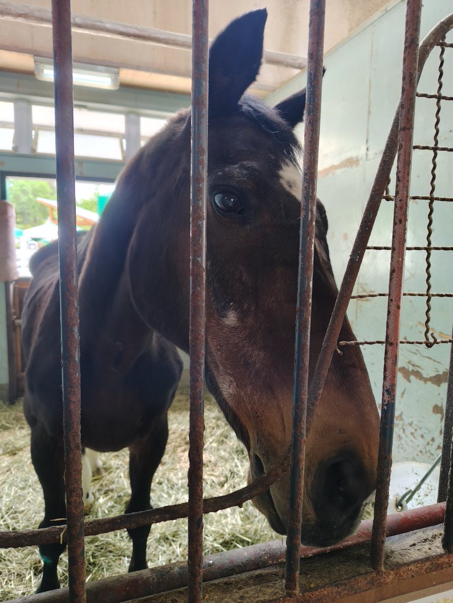 chan_korocolo's tweet photo. 牧歌の里🌳楽しかった🐑

会いたかったエアガッツ君🐴
元気でゆっくり過ごしてね♡ https://t.co/La3xY1YJ0t