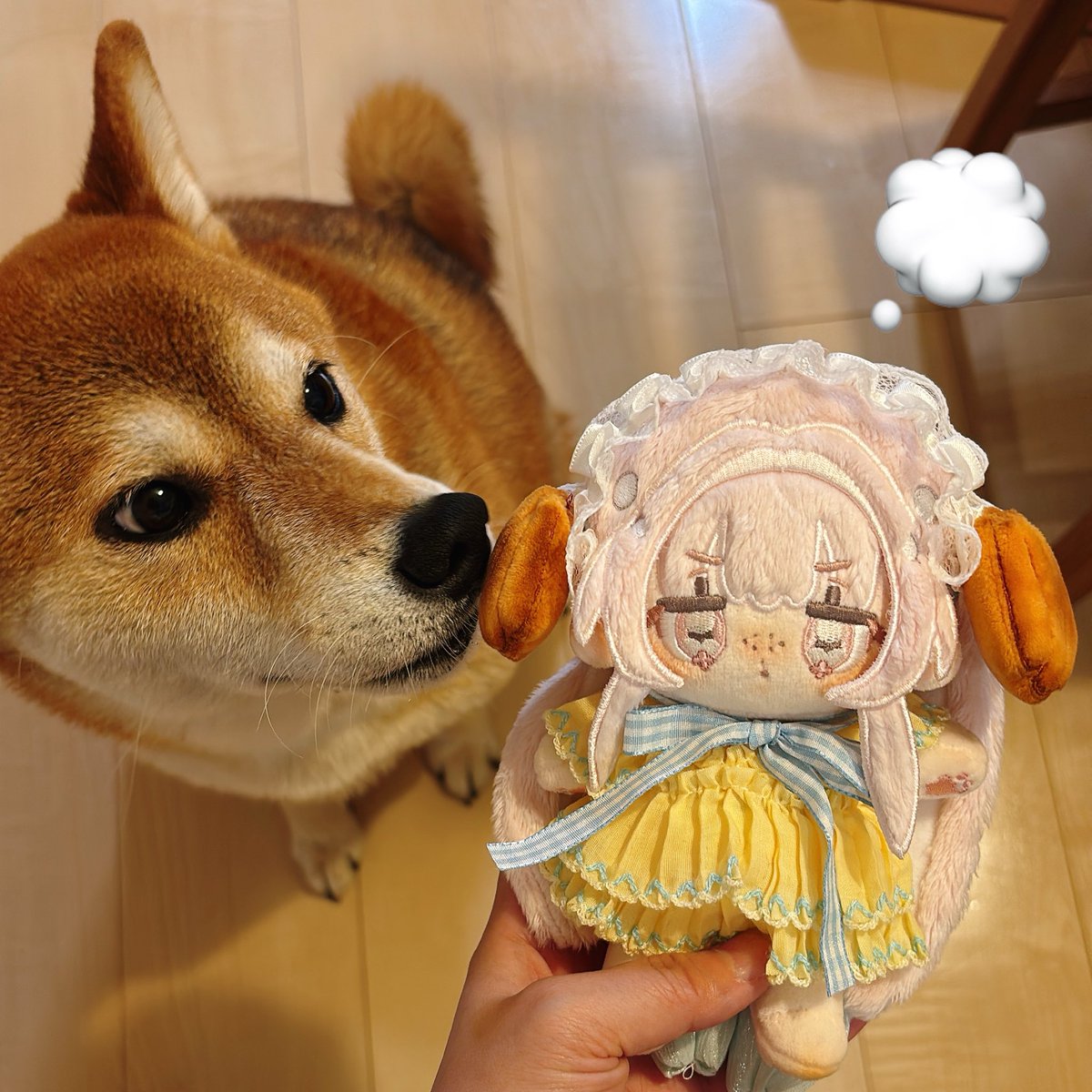 gaminui516's tweet photo. 🐶💭 https://t.co/e3Mlr2PEjn